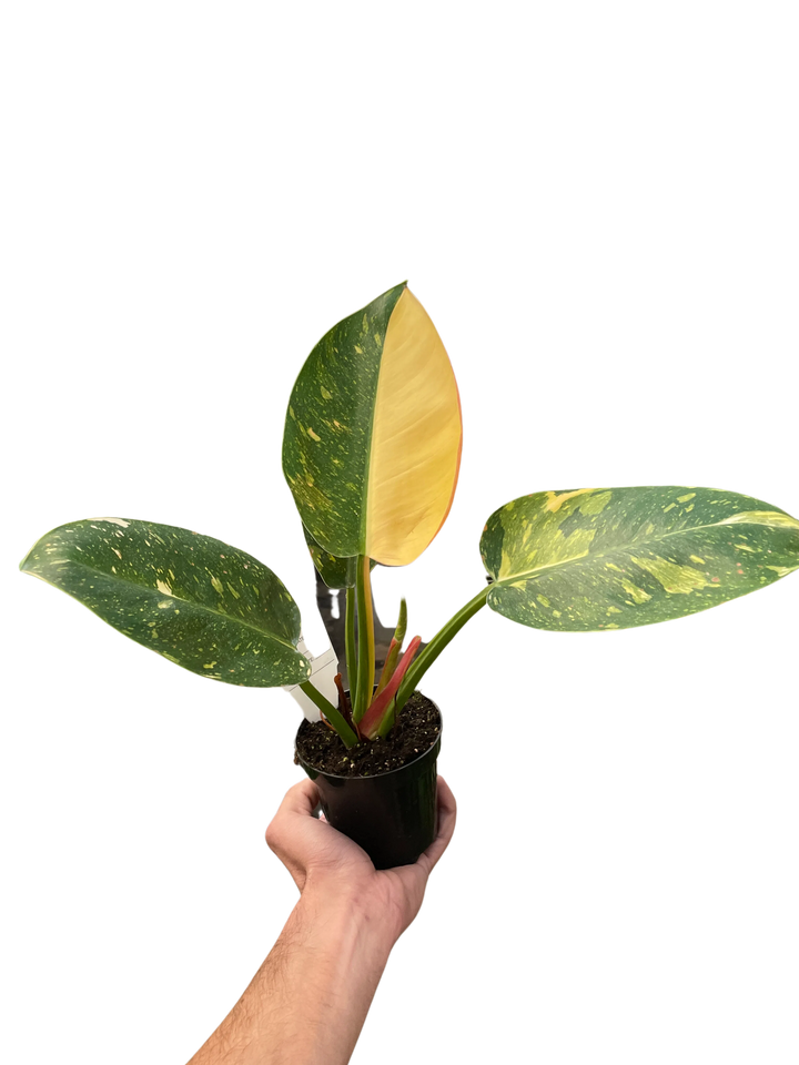 Philodendron 'Congo Green Variegated'-6" Plant-American Plant Supply