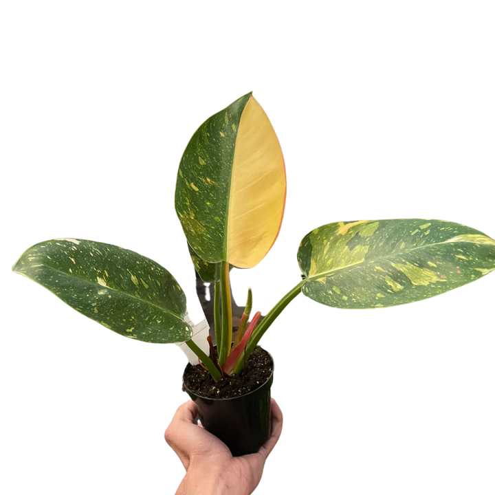 Philodendron 'Congo Green Variegated'-6" Plant-American Plant Supply