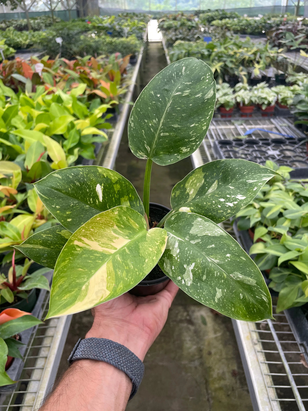 Philodendron 'Congo Nuclear'-Indoor Plants-American Plant Supply