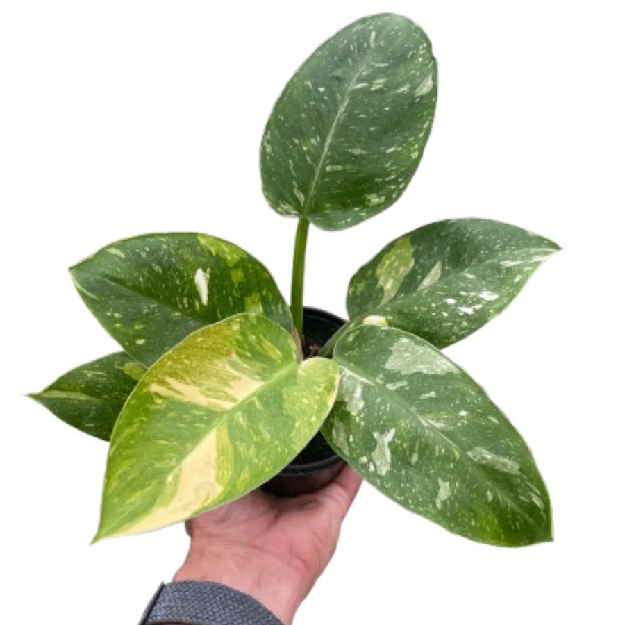 Philodendron 'Congo Nuclear'-Indoor Plants-American Plant Supply