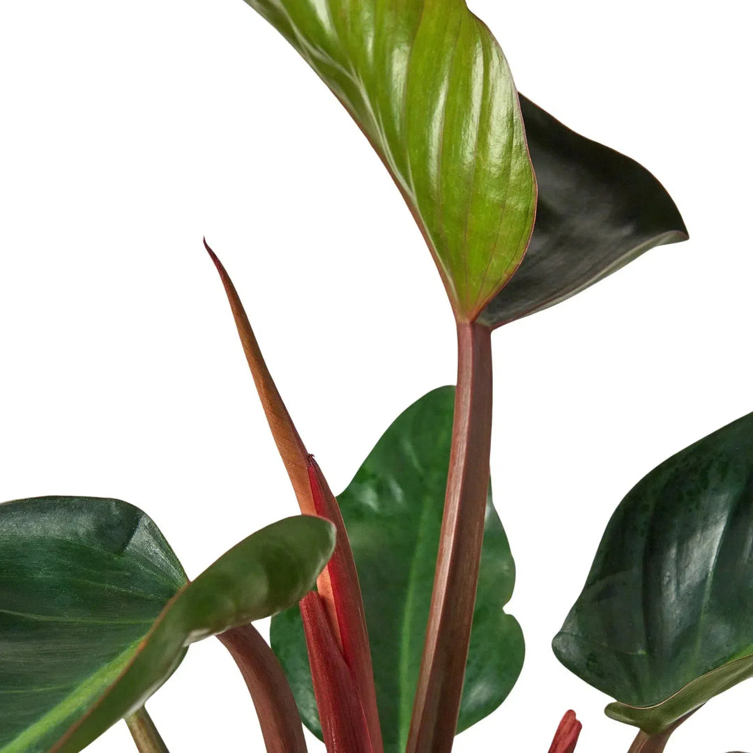 Philodendron 'Congo Rojo'-6" Plant-American Plant Supply