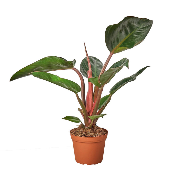 Philodendron 'Congo Rojo'-6" Plant-American Plant Supply