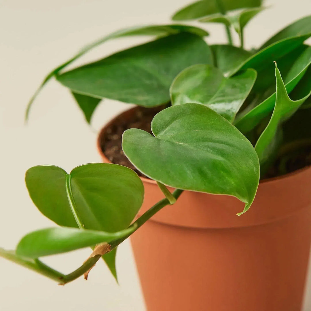 Philodendron Cordatum Heartleaf-Indoor Plants-American Plant Supply