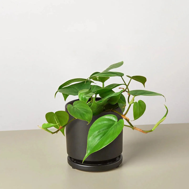 Philodendron Cordatum Heartleaf-Indoor Plants-4" Pot-Black Cylinder-American Plant Supply