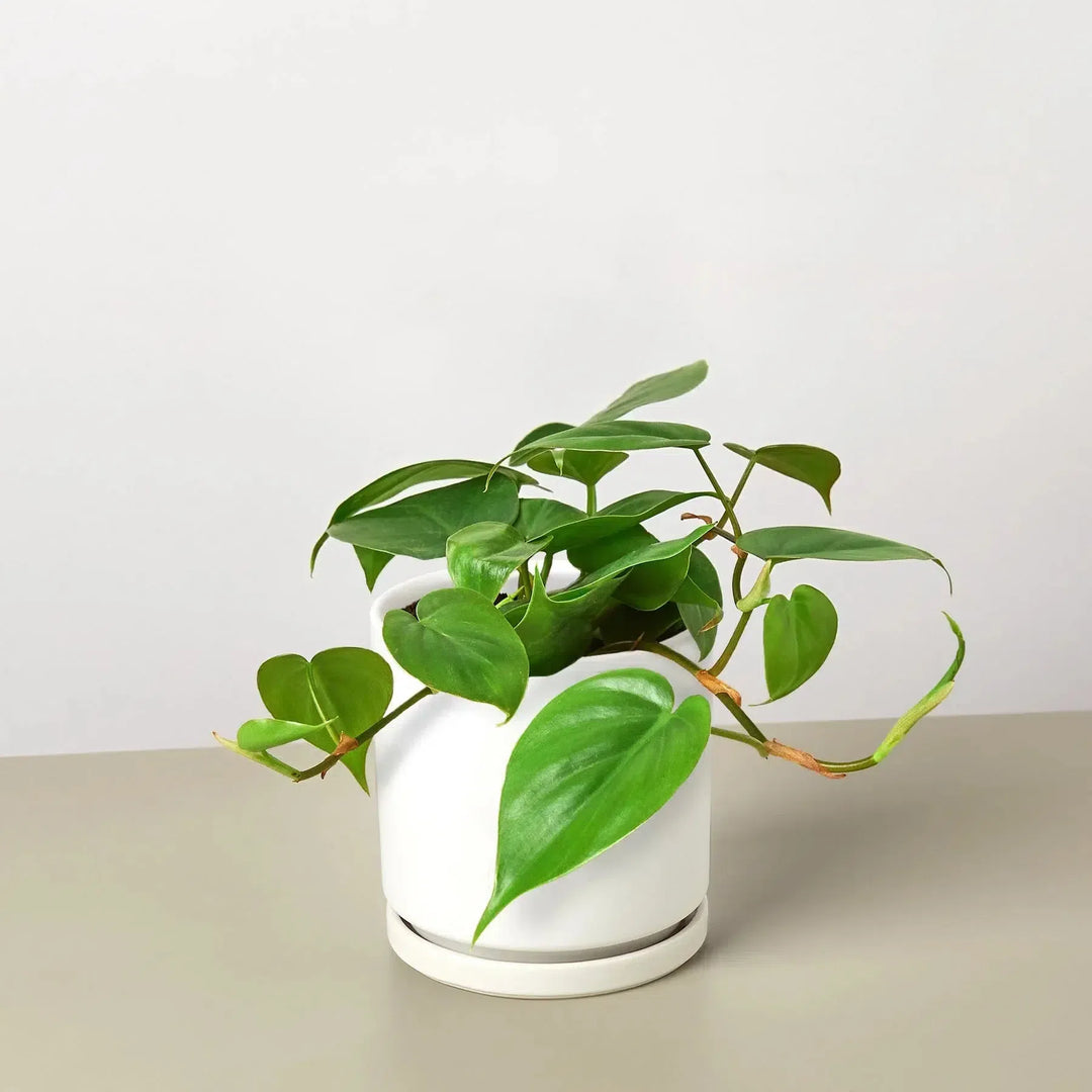 Philodendron Cordatum Heartleaf-Indoor Plants-4" Pot-White Cylinder-American Plant Supply