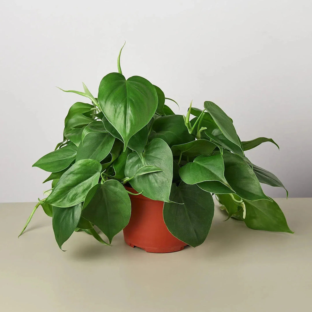 Philodendron Cordatum Heartleaf-Indoor Plants-American Plant Supply