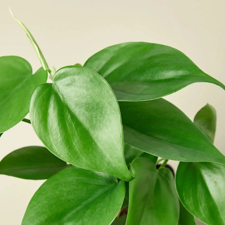 Philodendron Cordatum Heartleaf-Indoor Plants-American Plant Supply