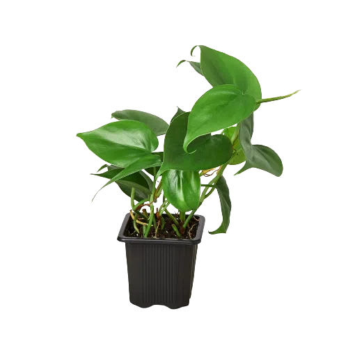 Philodendron Cordatum Heartleaf-Indoor Plants-American Plant Supply