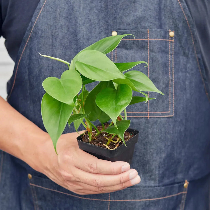 Philodendron Cordatum Heartleaf-Indoor Plants-American Plant Supply