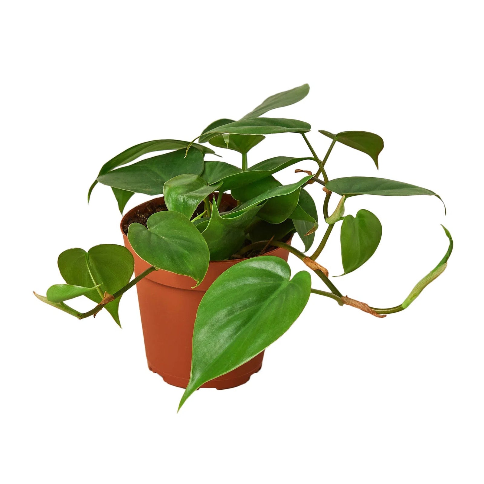 Philodendron Cordatum Heartleaf-Indoor Plants-American Plant Supply