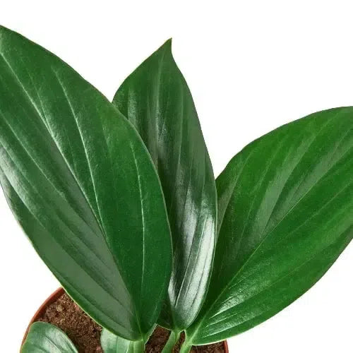 Philodendron 'Dragon Tail'-Indoor Plants-American Plant Supply