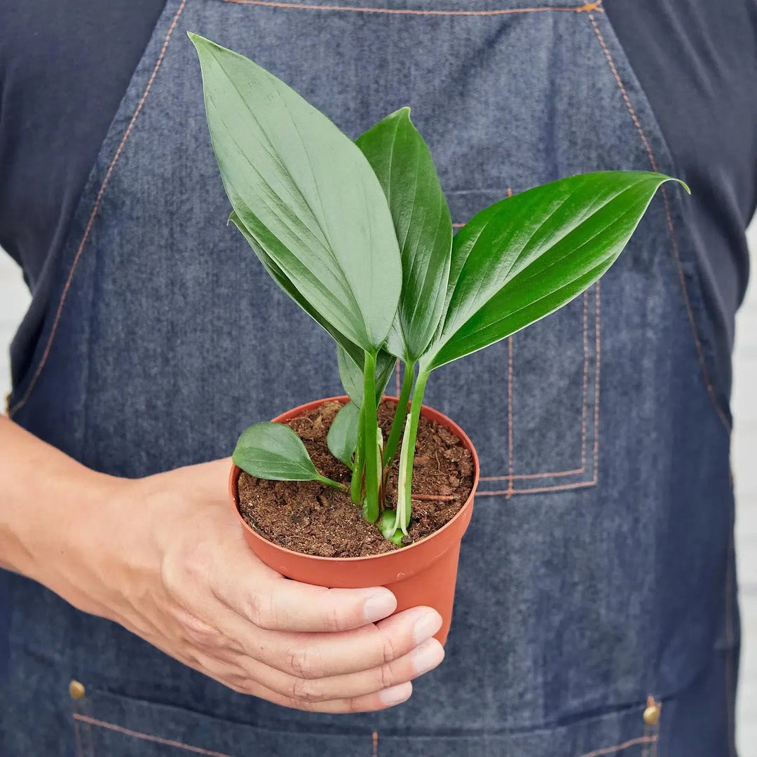 Philodendron 'Dragon Tail'-Indoor Plants-American Plant Supply