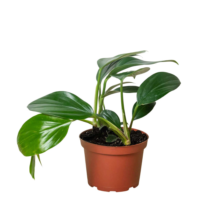 Philodendron 'Dragon Tail'-Indoor Plants-American Plant Supply