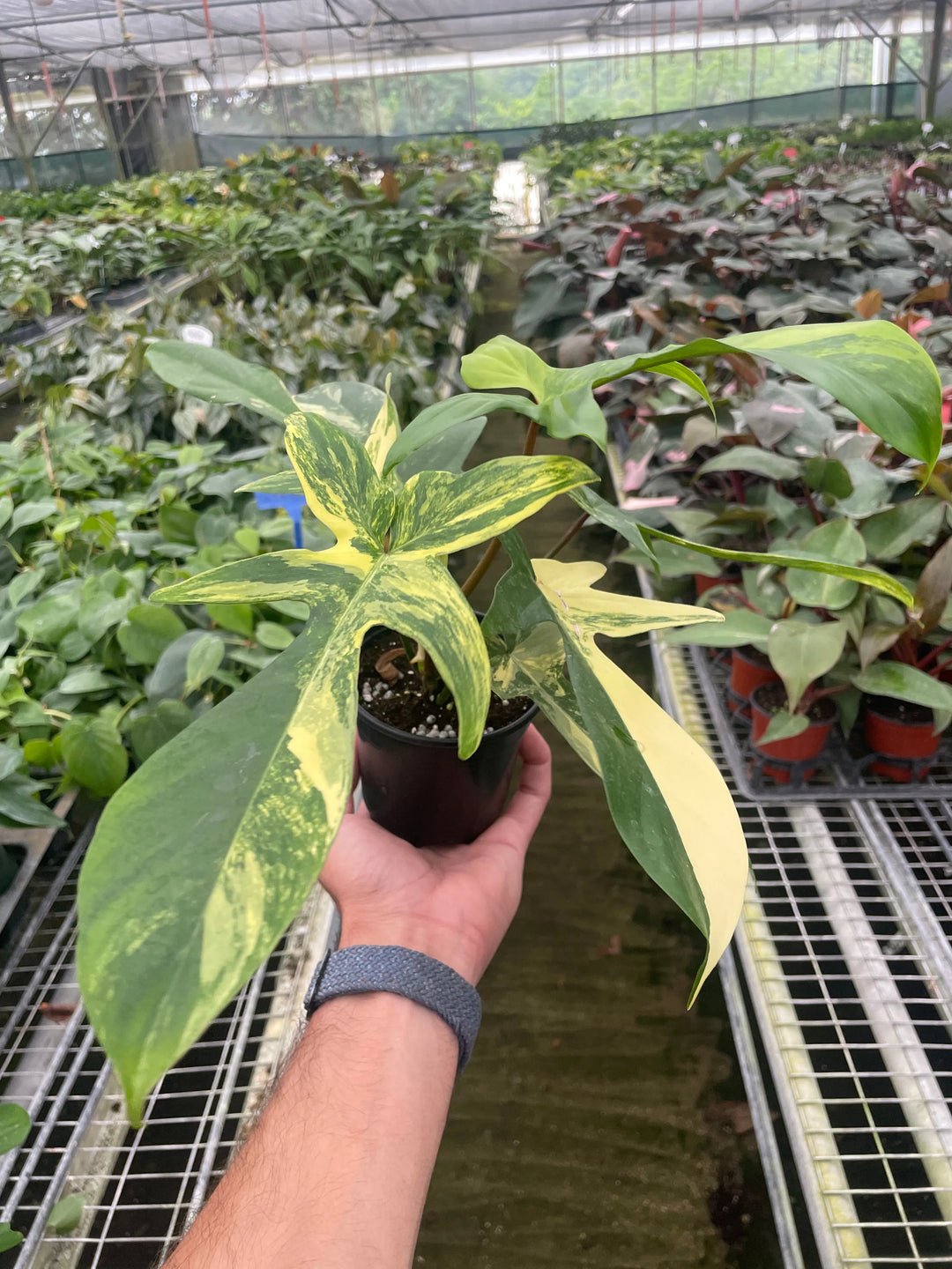 Philodendron Florida Beauty Variegated-Indoor Plants-American Plant Supply