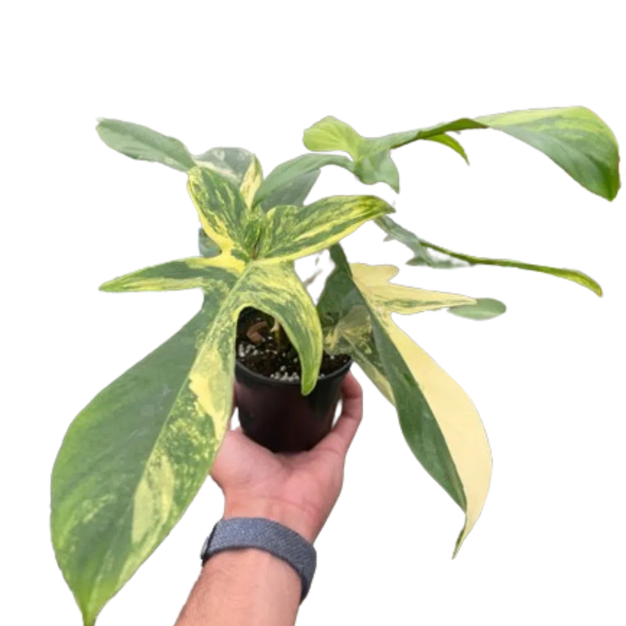 Philodendron Florida Beauty Variegated-Indoor Plants-American Plant Supply