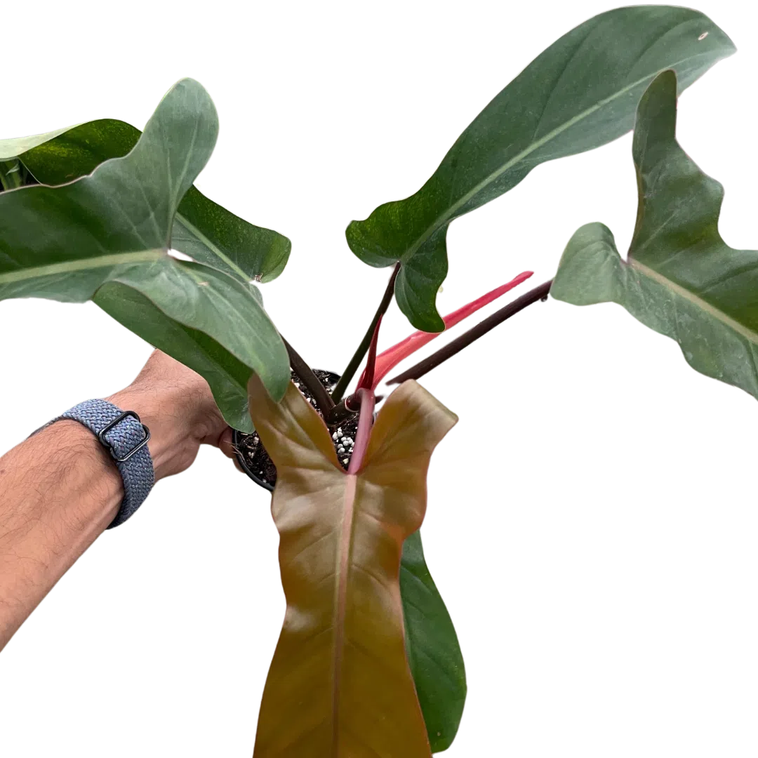 Philodendron 'Florida Bronze'-Indoor Plants-American Plant Supply