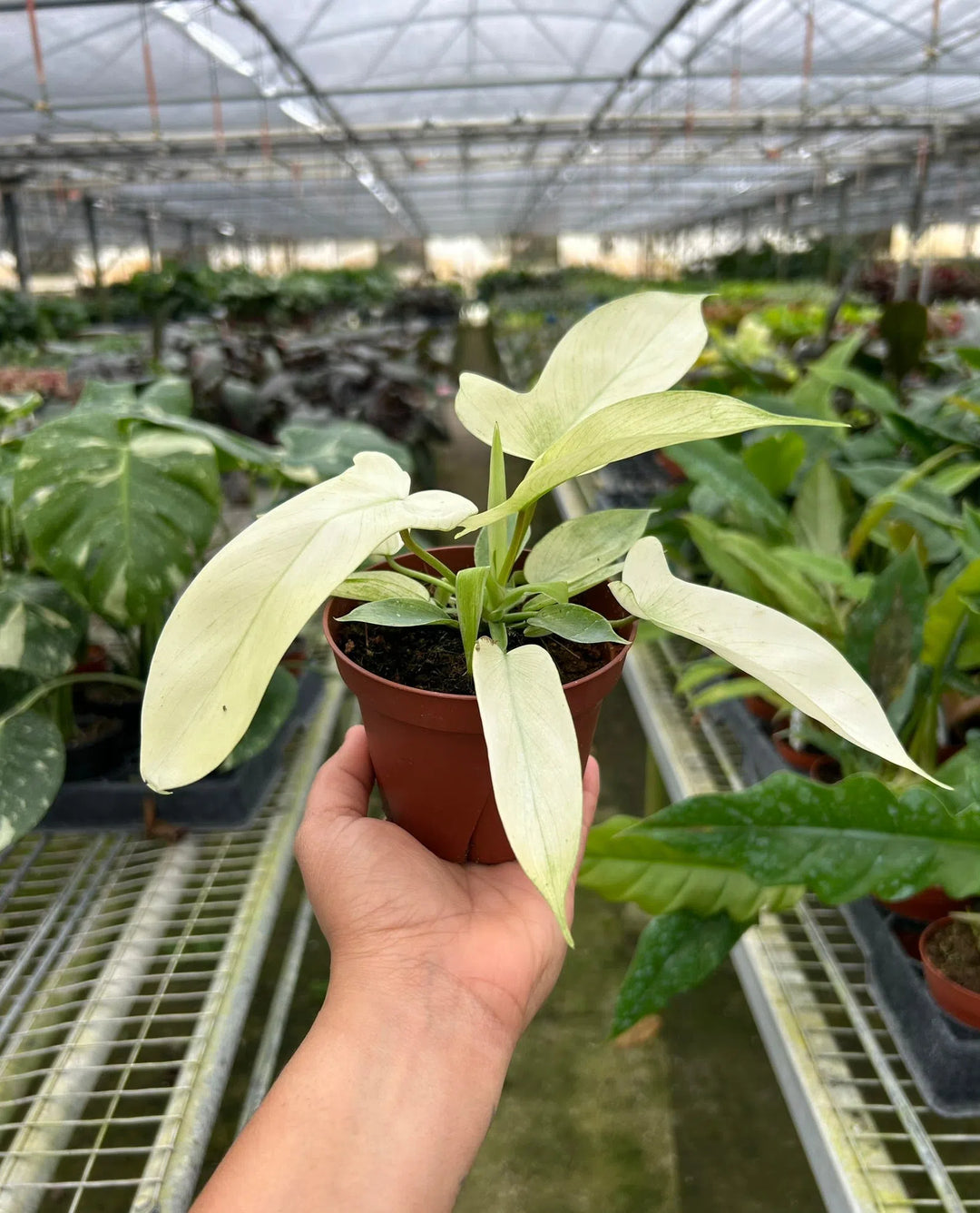 Philodendron 'Florida Ghost'-Indoor Plants-American Plant Supply