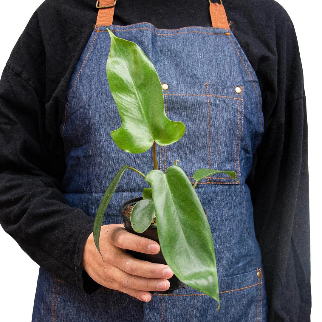 Philodendron 'Florida Green'-Indoor Plants-American Plant Supply