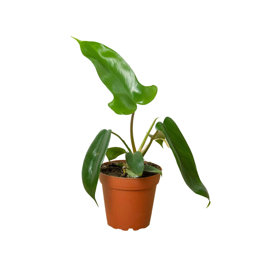 Philodendron 'Florida Green'-Indoor Plants-American Plant Supply