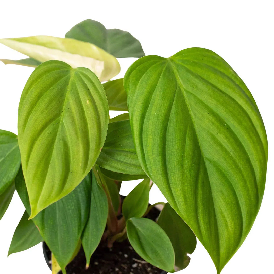 Philodendron 'Fuzzy Petiole'-Indoor Plants-American Plant Supply