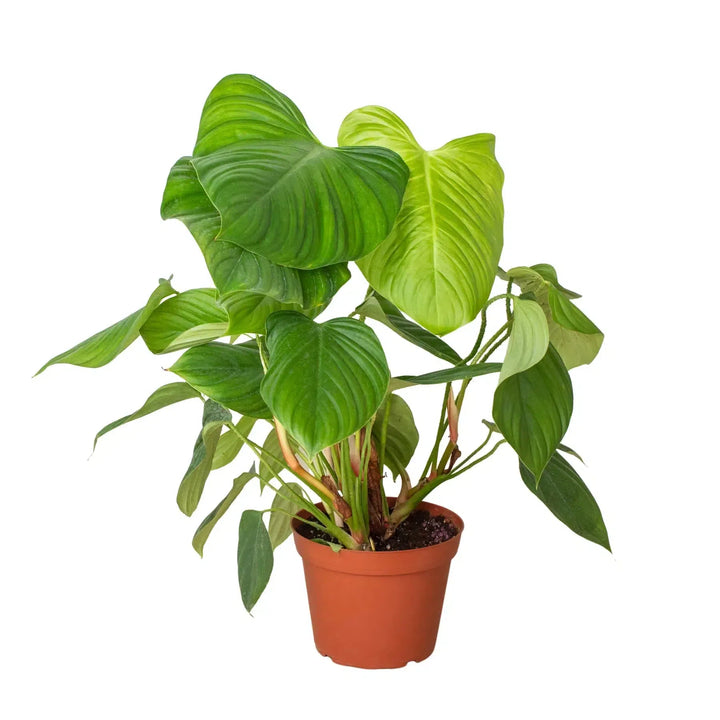 Philodendron 'Fuzzy Petiole'-Indoor Plants-American Plant Supply