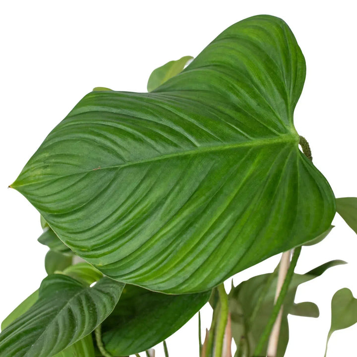 Philodendron 'Fuzzy Petiole'-Indoor Plants-American Plant Supply