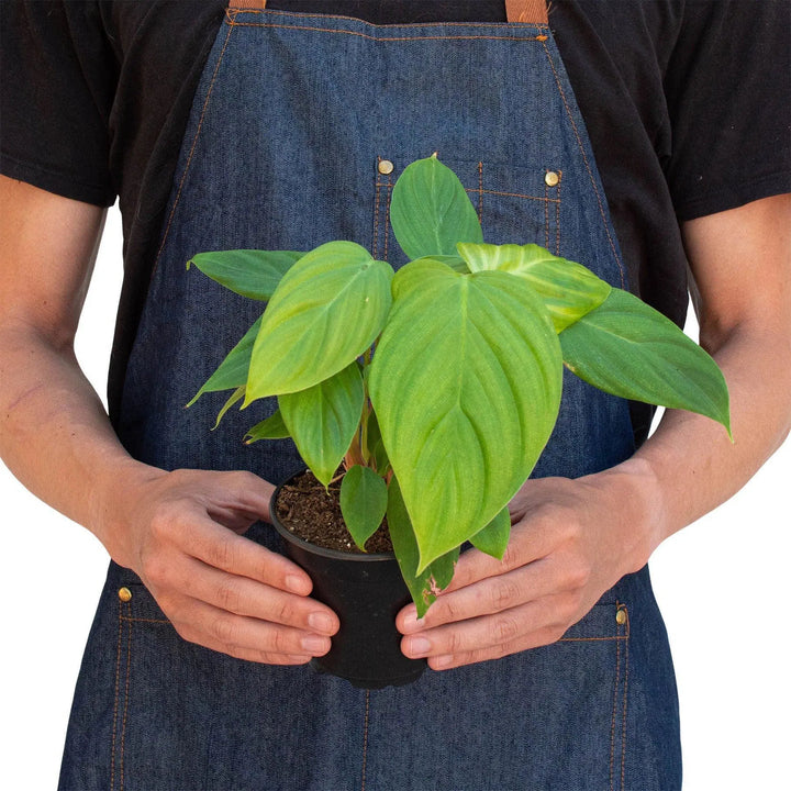 Philodendron 'Fuzzy Petiole'-Indoor Plants-American Plant Supply