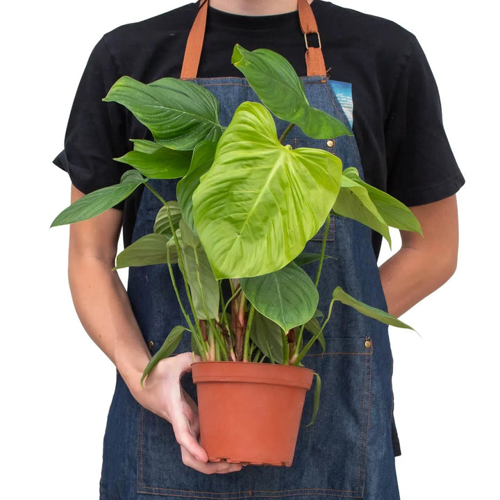Philodendron 'Fuzzy Petiole'-Indoor Plants-American Plant Supply