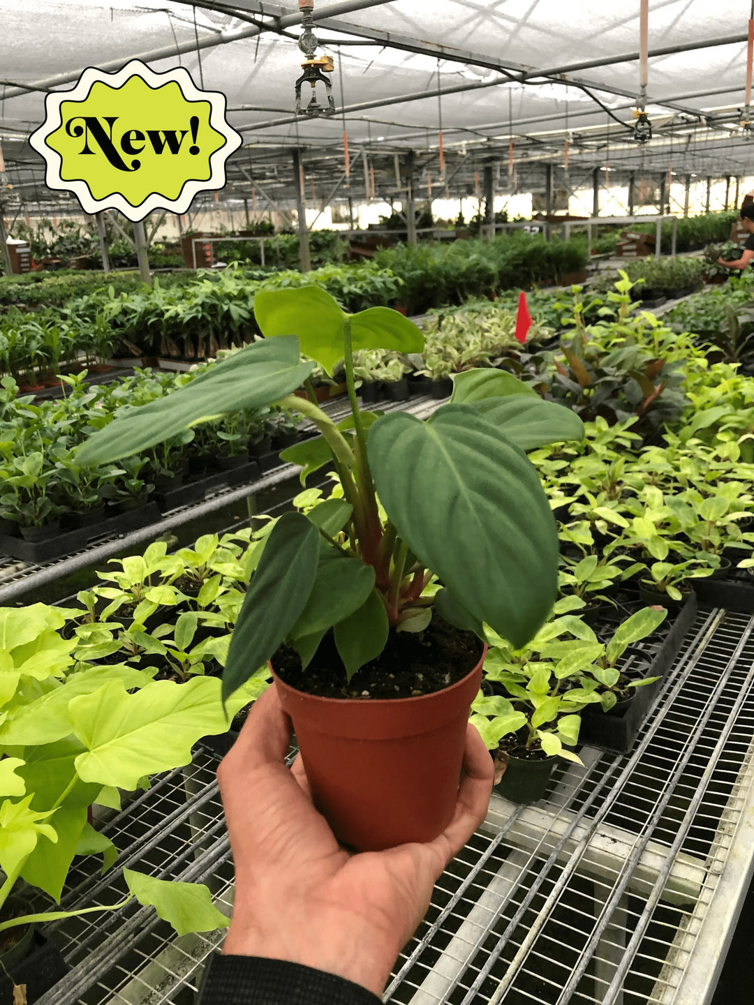 fuzzy indoor plant Philodendron 'Fuzzy Petiole' exclusive at American Plant Supply