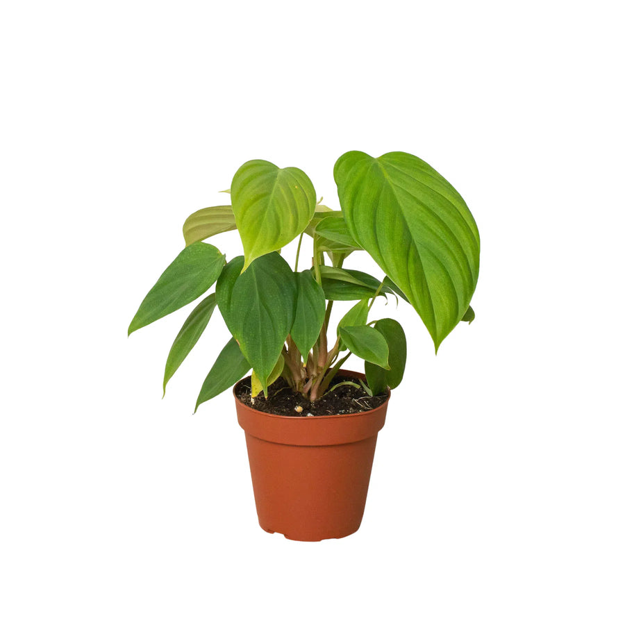 Philodendron 'Fuzzy Petiole'-Indoor Plants-American Plant Supply