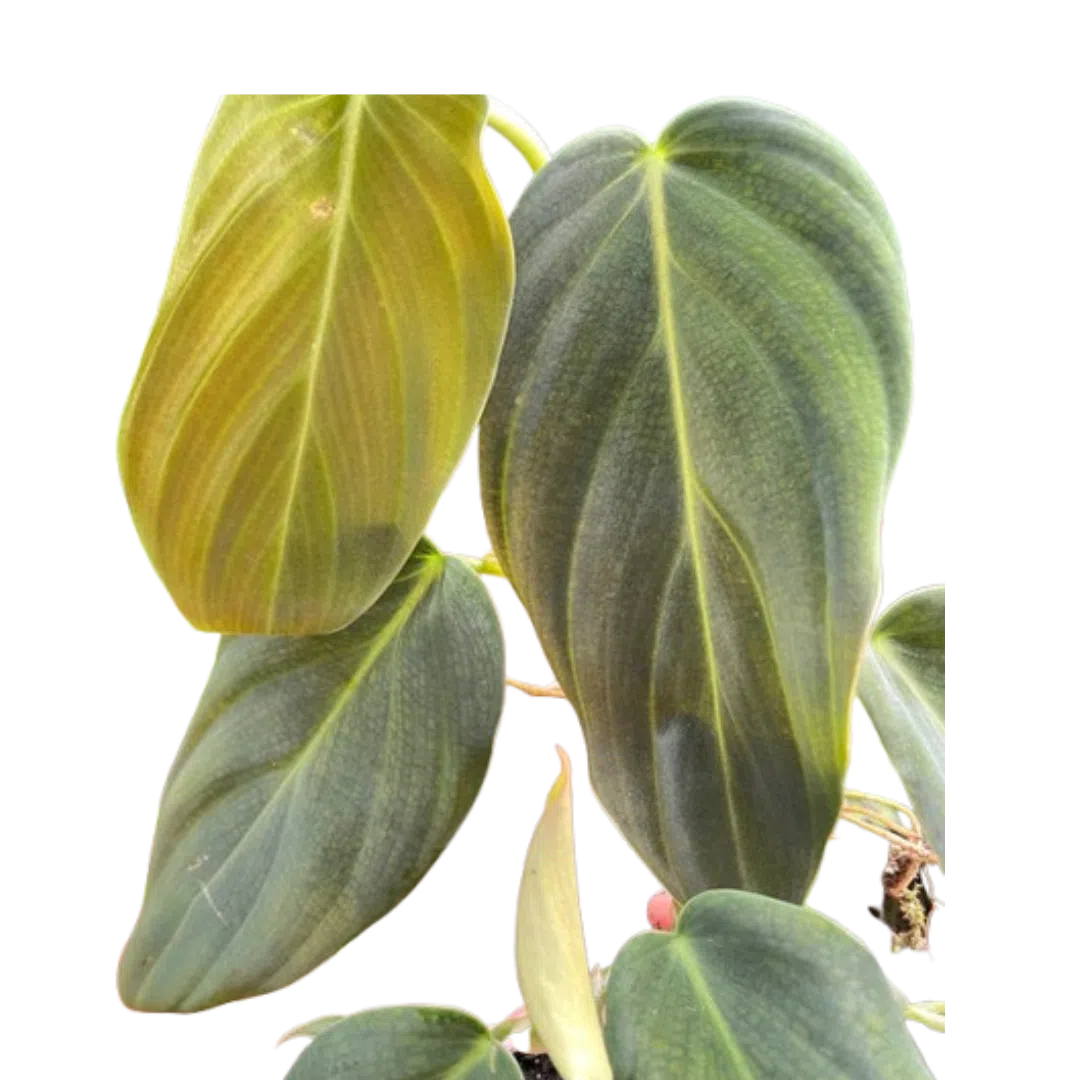 Philodendron Gigas-Indoor Plants-American Plant Supply