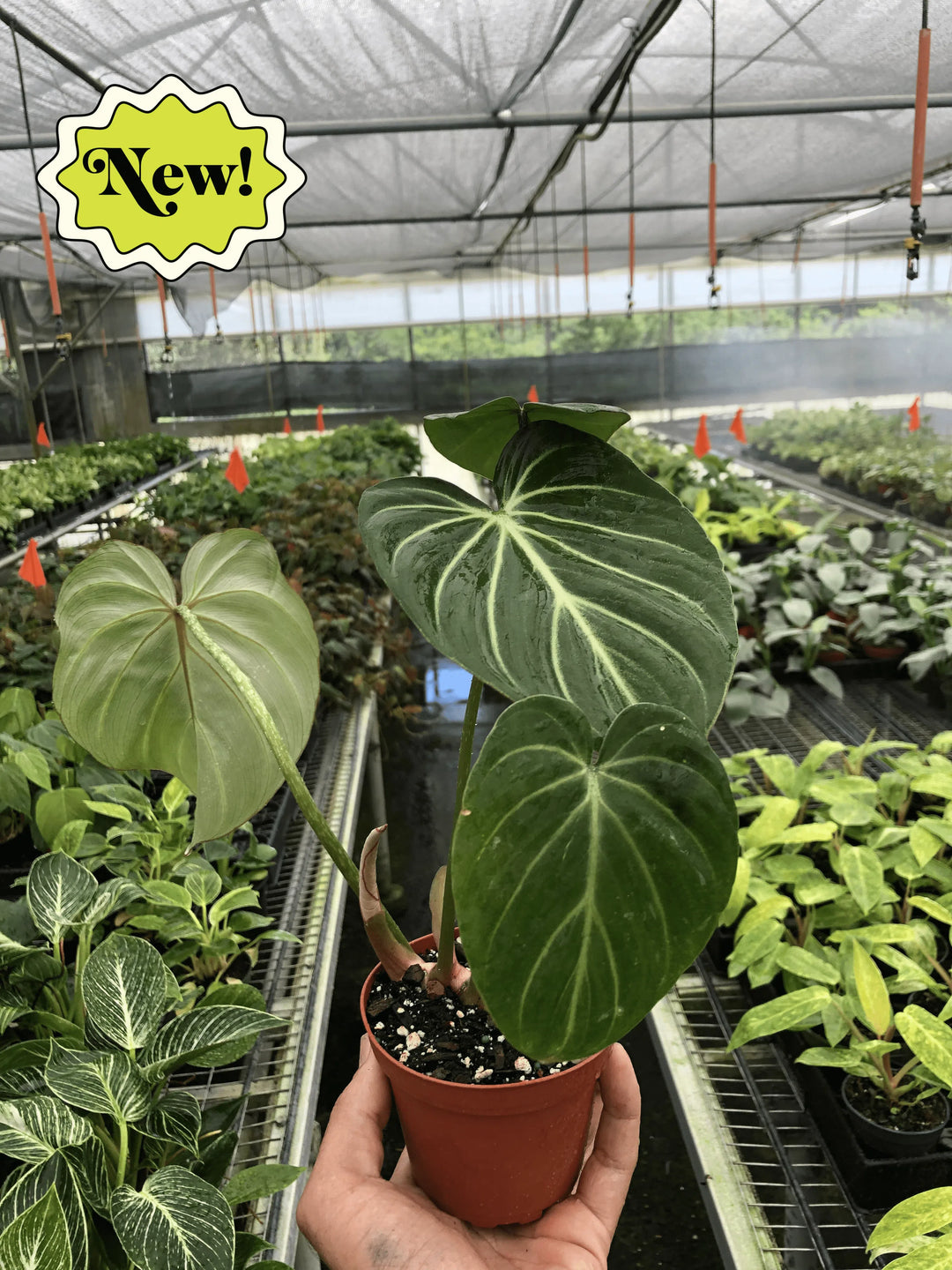 Philodendron Gloriosum-Indoor Plants-American Plant Supply