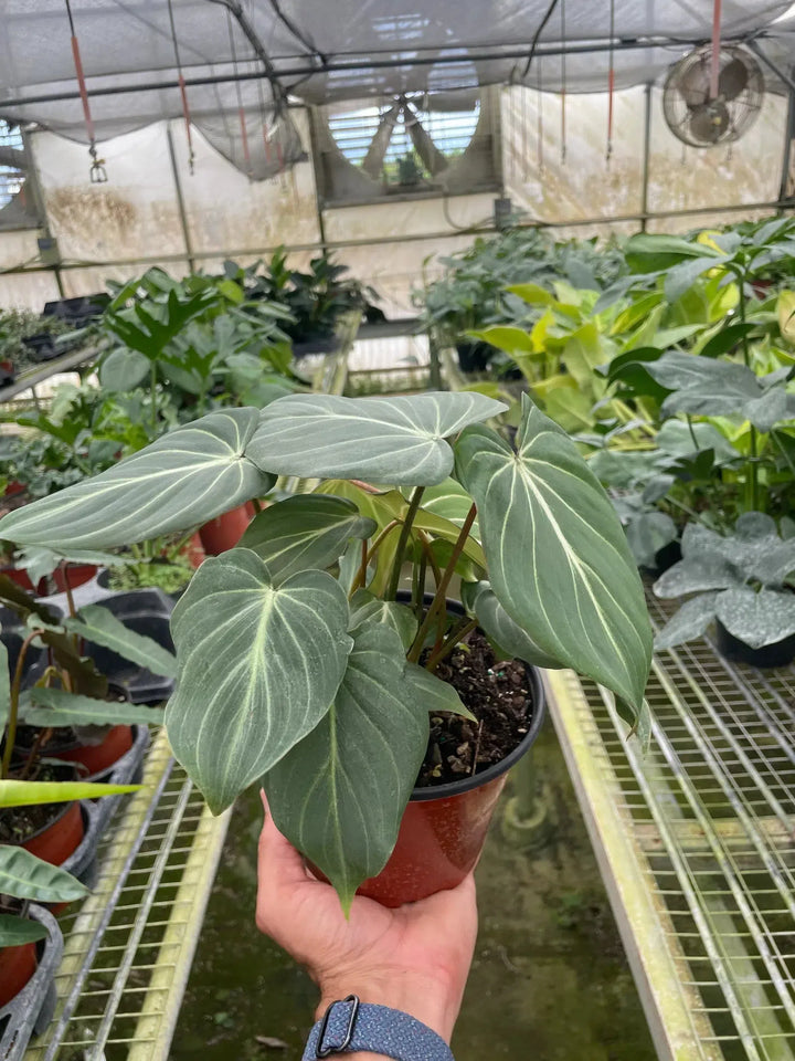 Philodendron Gloriosum-Indoor Plants-American Plant Supply