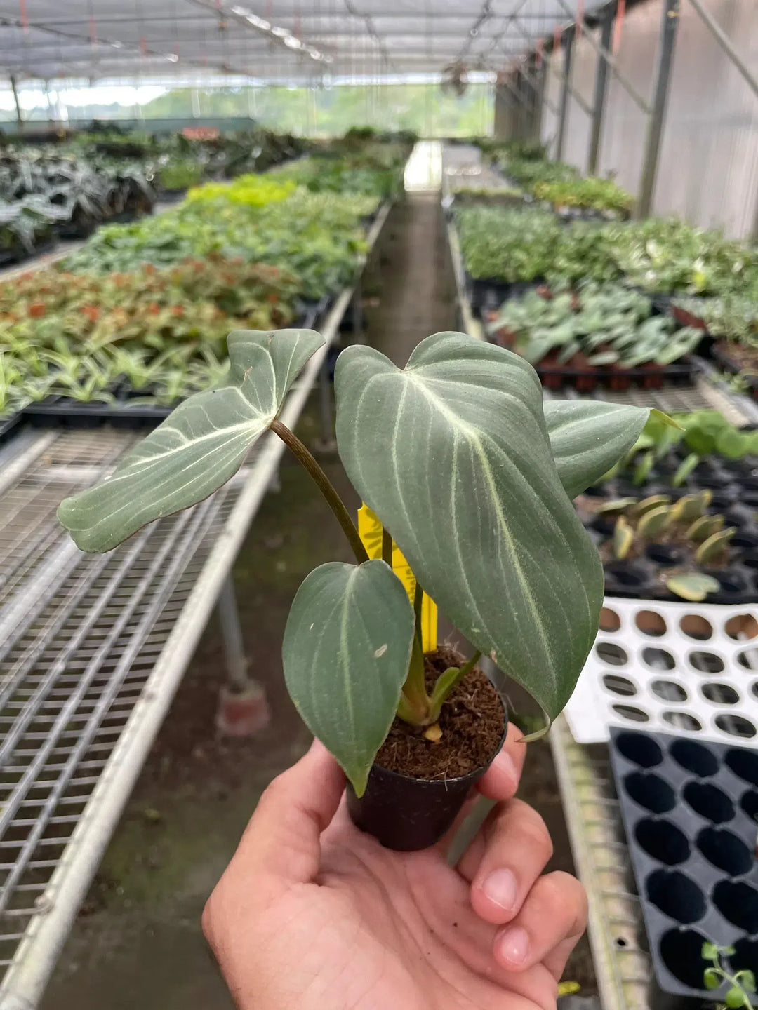 Philodendron Gloriosum-Indoor Plants-American Plant Supply