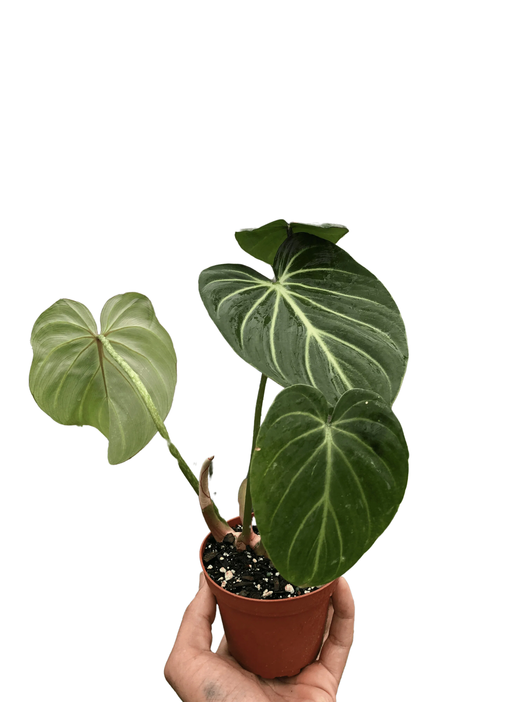 philodendron gloriosum dark form Philodendron Gloriosum Silver Veins