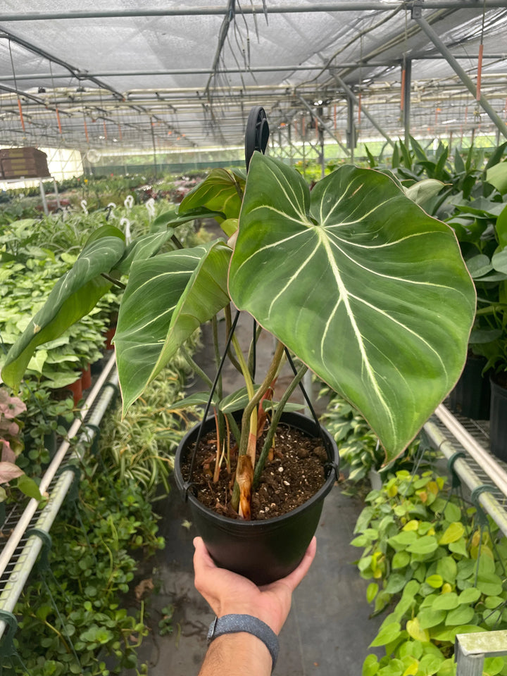 Philodendron Gloriosum-Indoor Plants-American Plant Supply