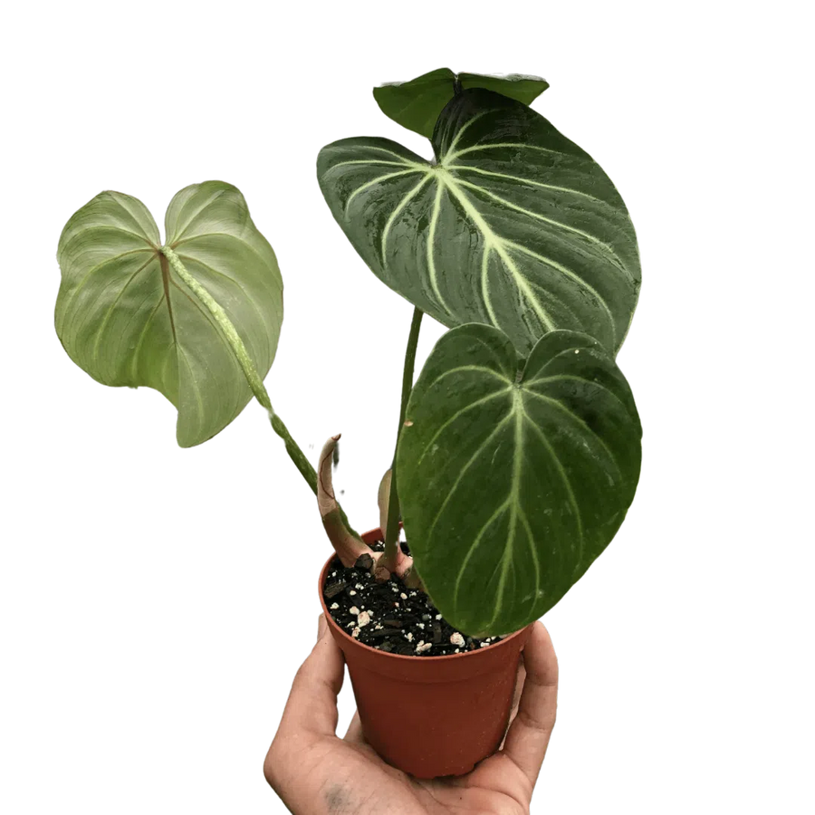 Philodendron Gloriosum-Indoor Plants-American Plant Supply