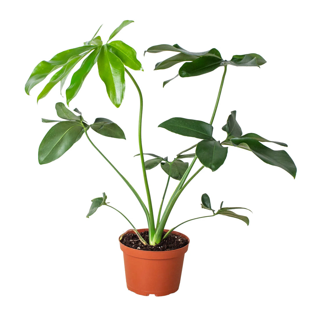 Philodendron 'Goeldii'-Indoor Plants-American Plant Supply