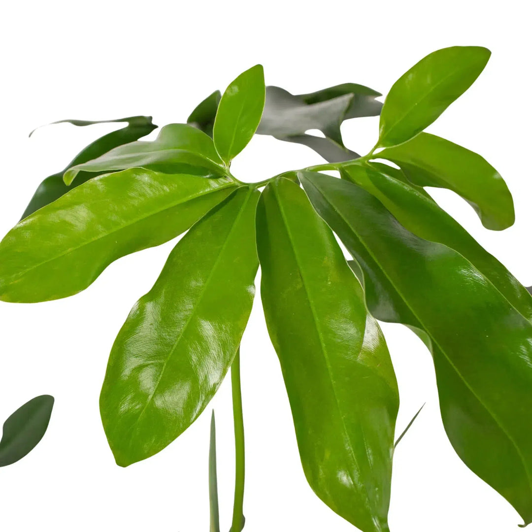 Philodendron 'Goeldii'-Indoor Plants-American Plant Supply