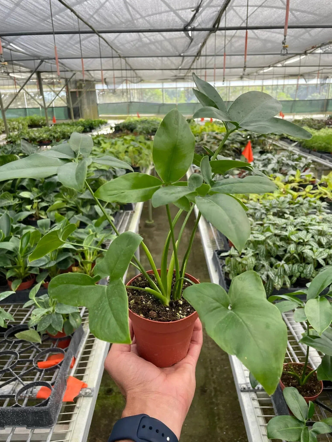 Philodendron 'Goeldii'-Indoor Plants-American Plant Supply