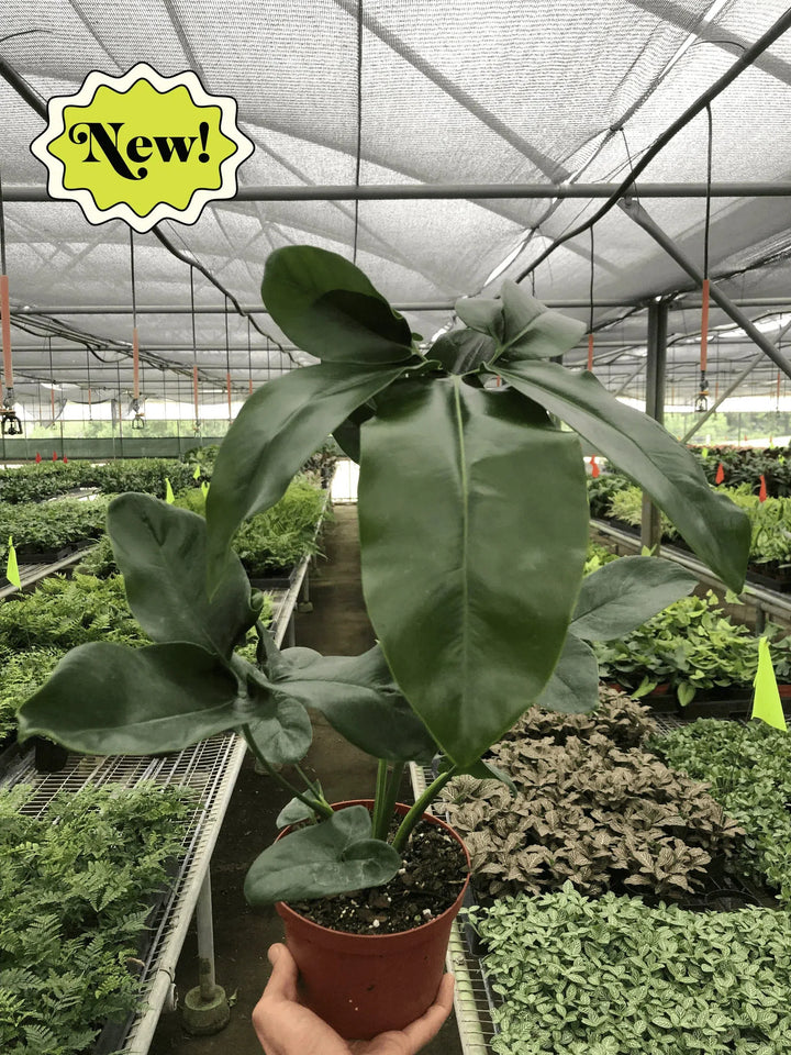 Philodendron 'Goeldii'-Indoor Plants-American Plant Supply