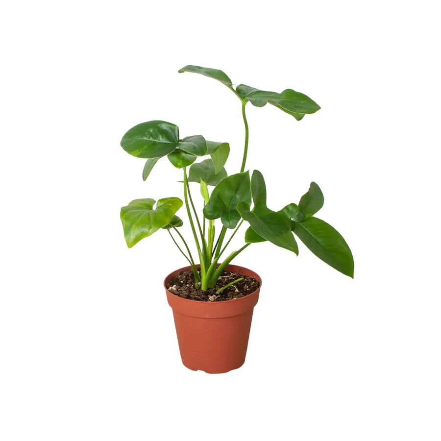 Philodendron 'Goeldii'-Indoor Plants-American Plant Supply