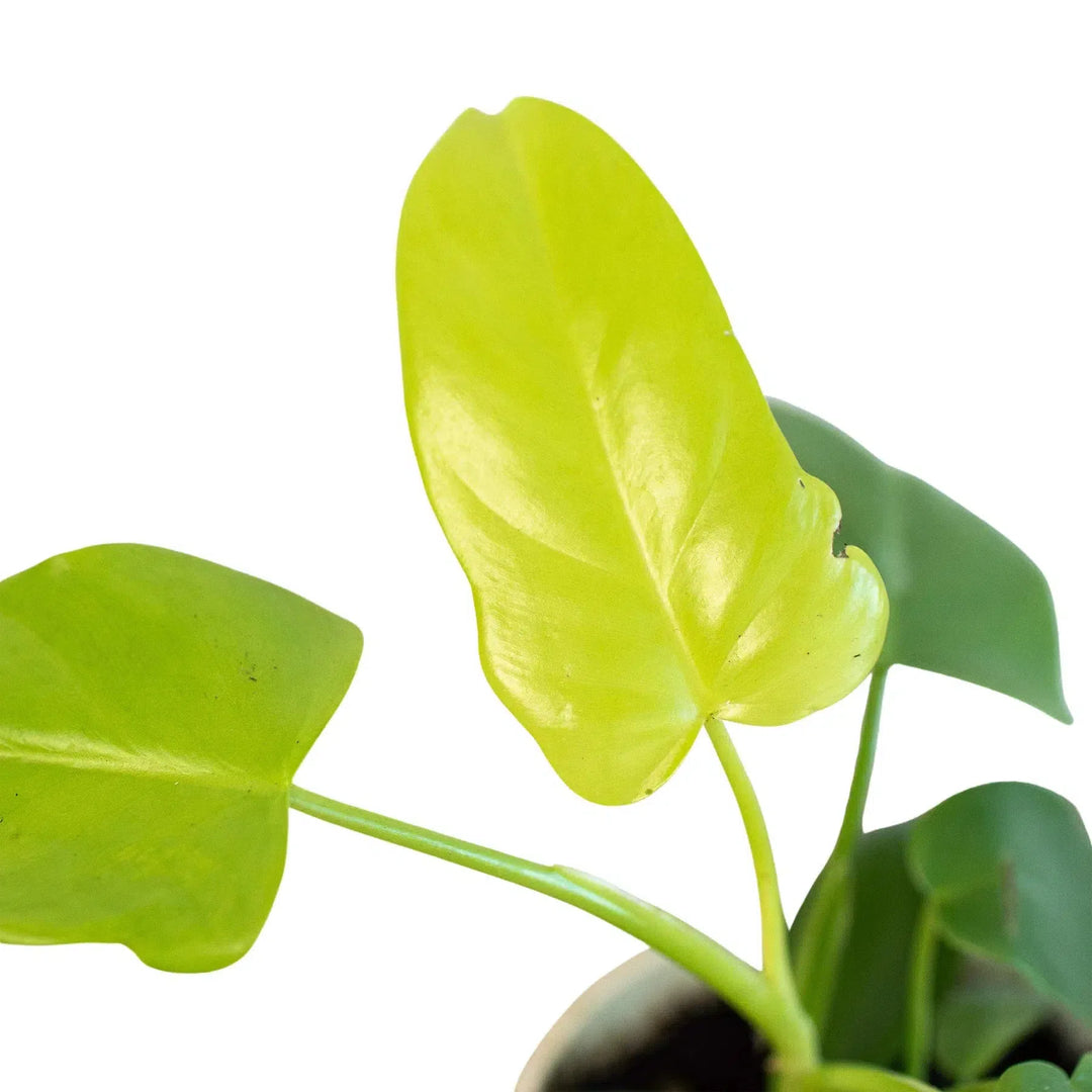 Philodendron 'Gold Violin'-Indoor Plants-American Plant Supply