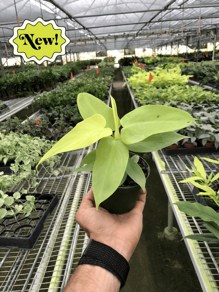 Philodendron 'Gold Violin'-Indoor Plants-American Plant Supply