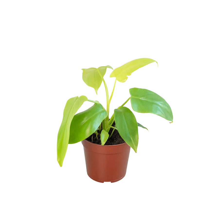 Philodendron 'Gold Violin'-Indoor Plants-American Plant Supply