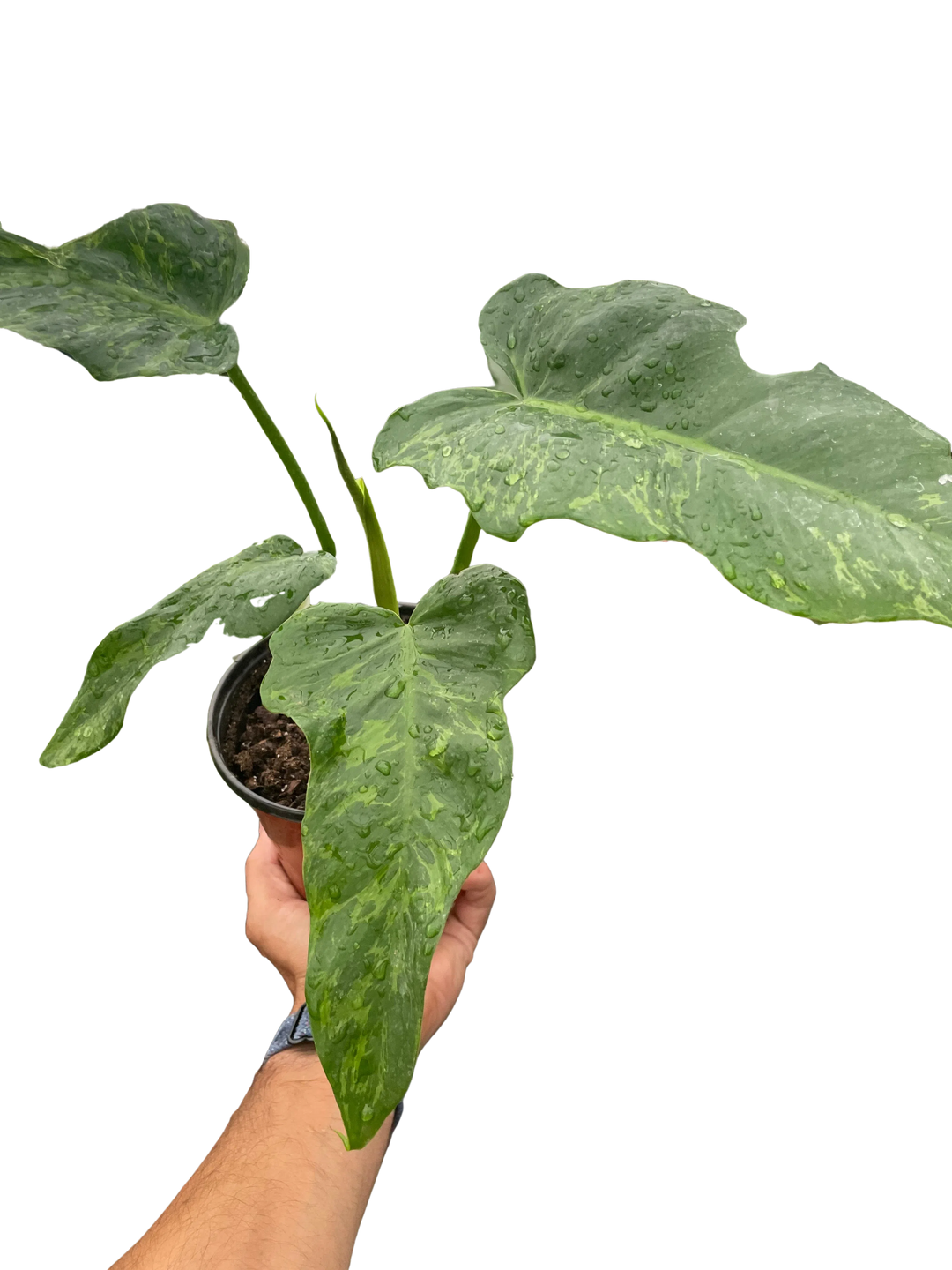 Philodendron 'Golden Dragon'-Indoor Plants-American Plant Supply