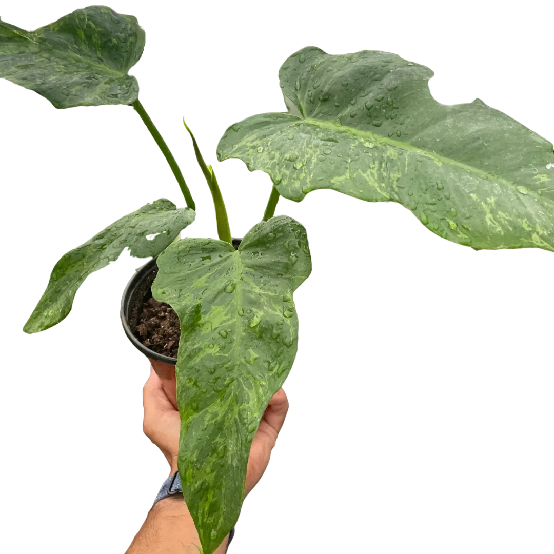 Philodendron 'Golden Dragon'-Indoor Plants-American Plant Supply