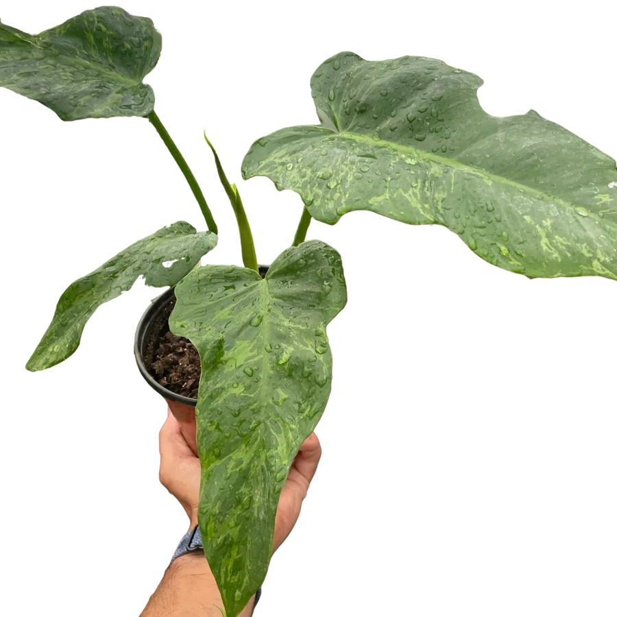 Philodendron 'Golden Dragon'-Indoor Plants-American Plant Supply