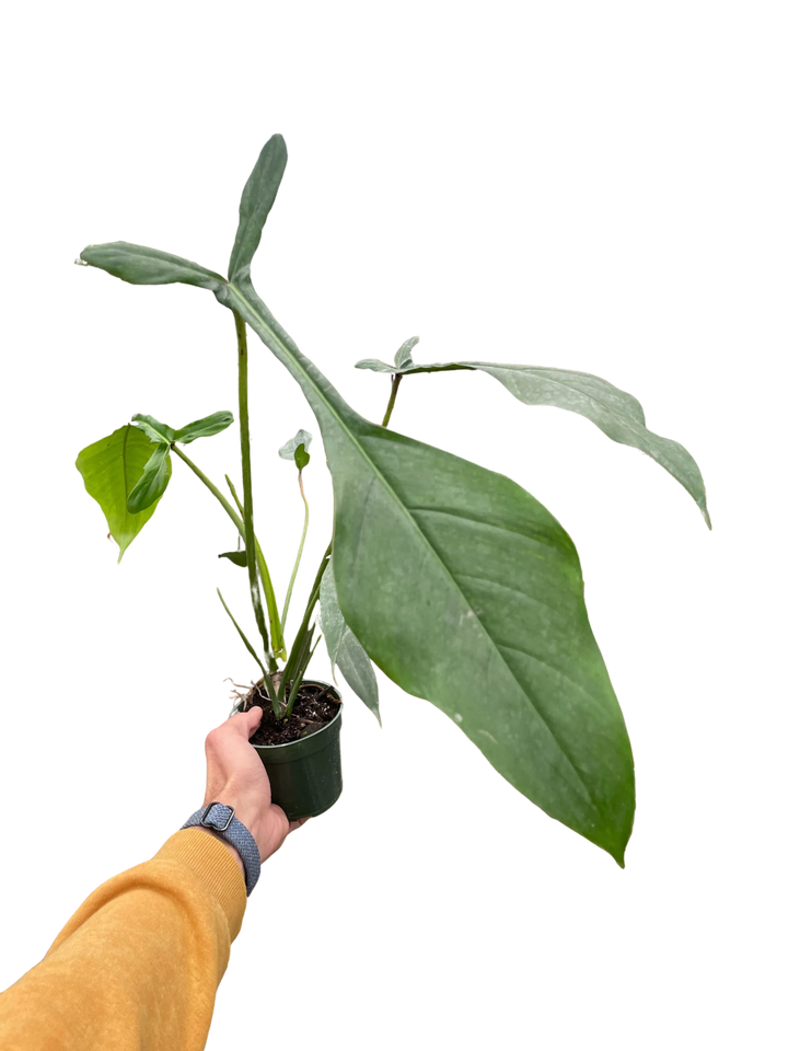 Philodendron 'Joepii'-Indoor Plants-American Plant Supply