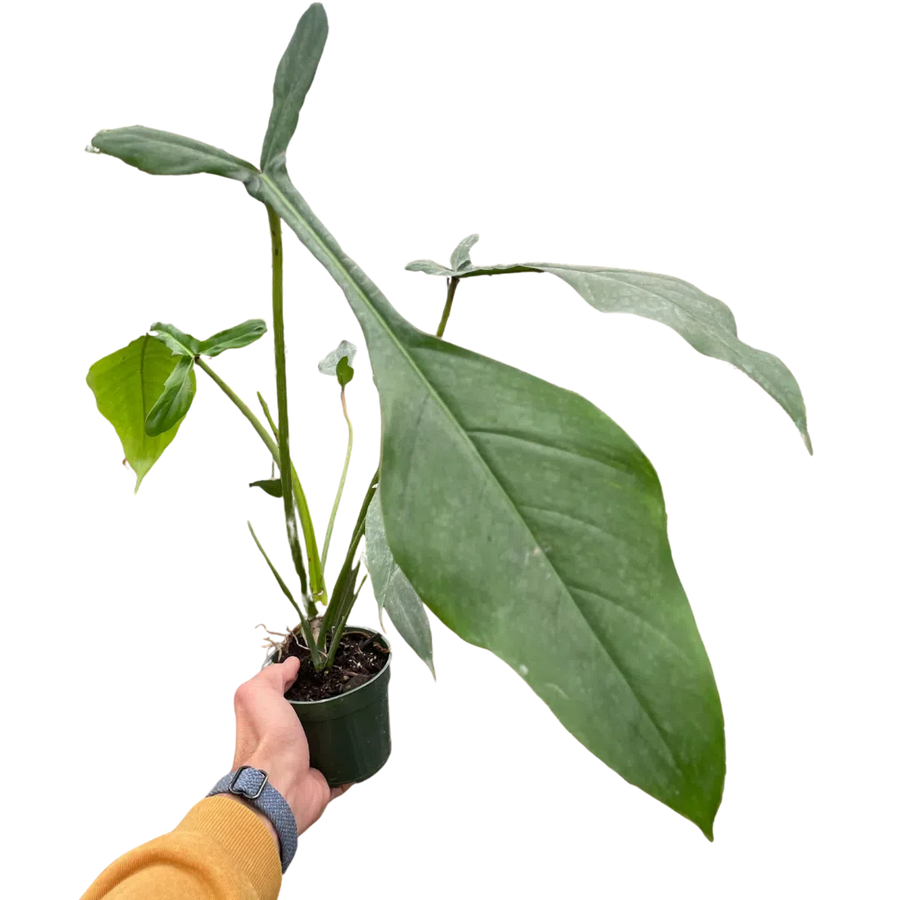 Philodendron 'Joepii'-Indoor Plants-American Plant Supply